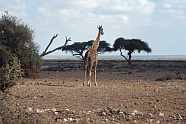 Giraffe im Amboseli Nationalpark